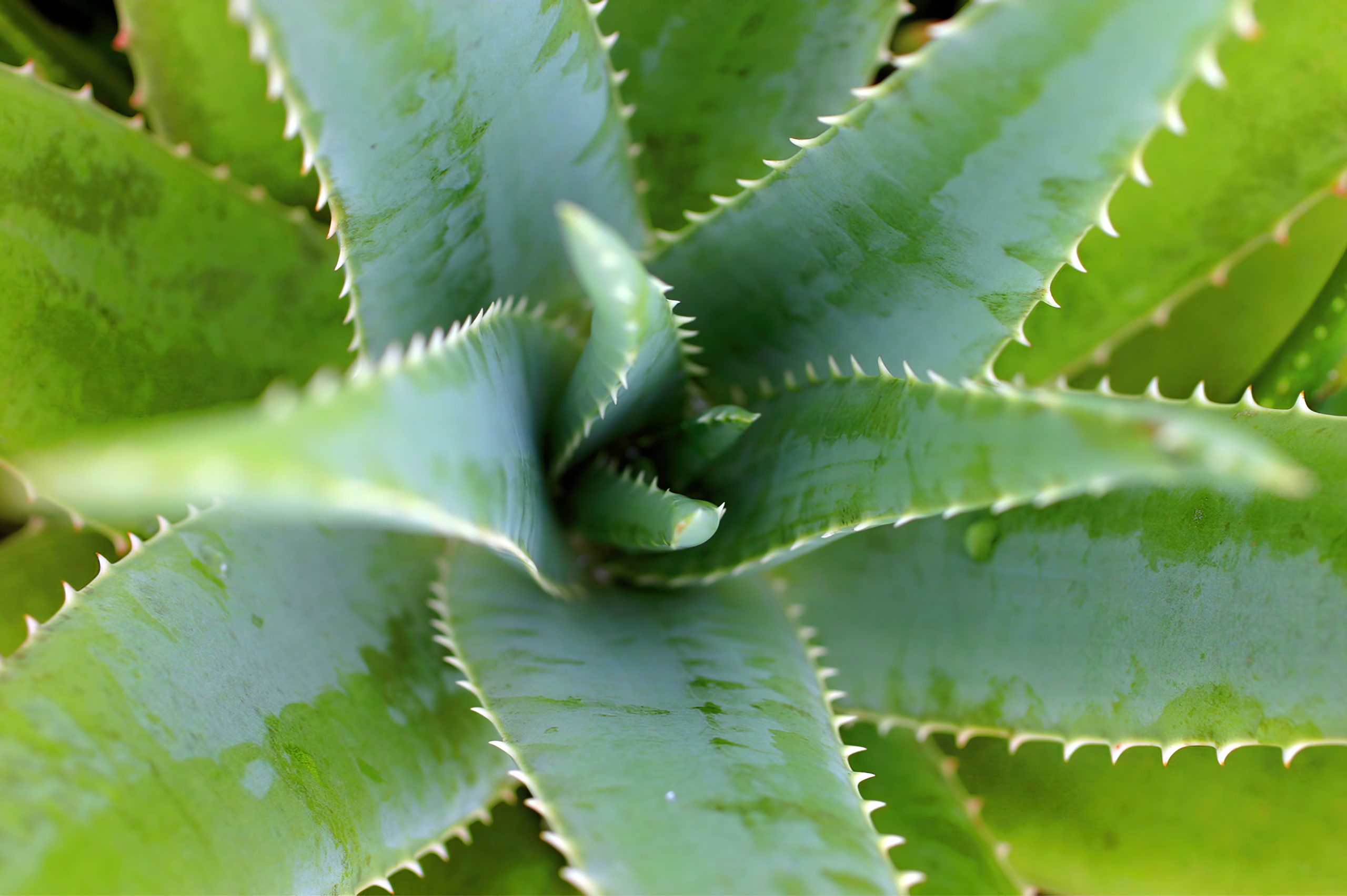 aloes 